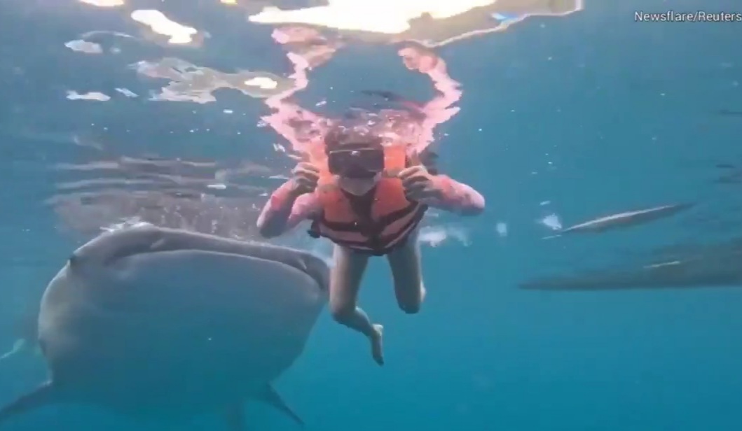 A woman in the Philippines was posing for underwater photos when massive whale shark