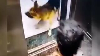 Delivery Man leaving Elevator meets Dog who Bites Him in the WORST Area imaginable
