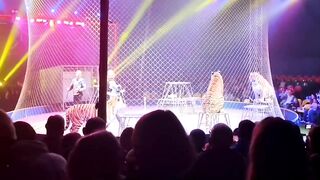 Tiger Escapes From Its Enclosure At Circus