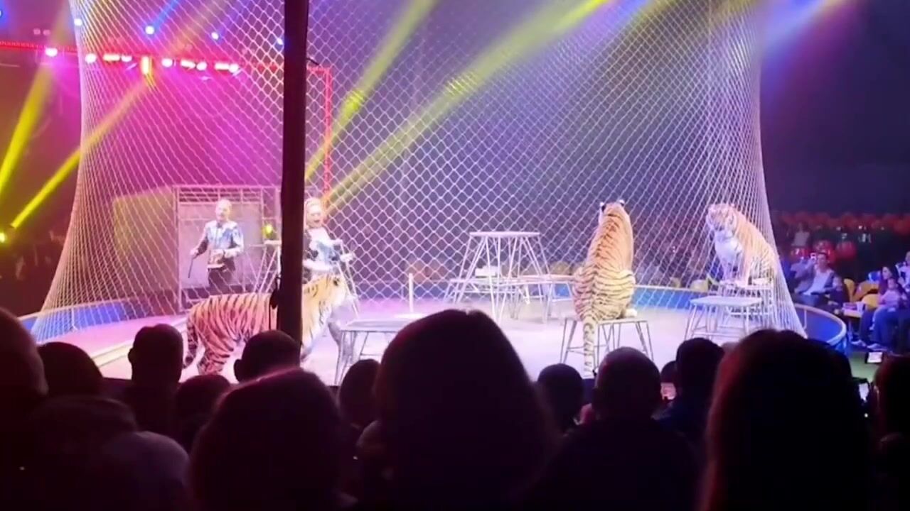 Tiger Escapes From Its Enclosure At Circus