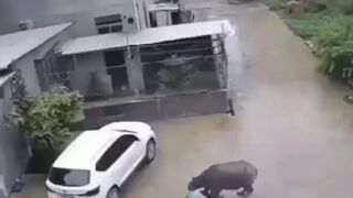 WILD Bull Attacks Man in his Own Driveway in Front of Son