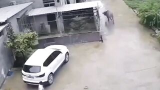 WILD Bull Attacks Man in his Own Driveway in Front of Son