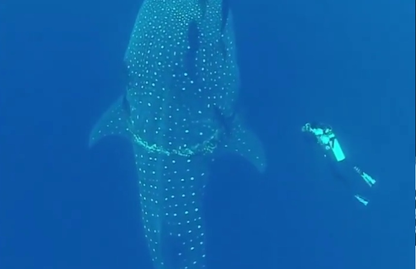Divers Free Whale Shark from Entangling Fishing Rope