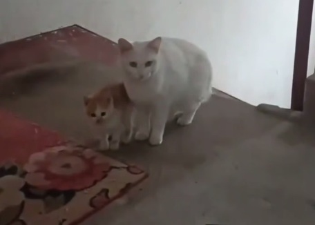 A homeless cat, whom the video's creator fed every day, gave birth to her only kitten and is now politely asking for him to be taken in.