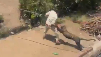 Leopard Attacking Forest Guards During Rescue Operation