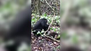 When Chimps Attack they never Attack to kill. They attack to cause as much pain and suffering as possible. This is a Brutal Example