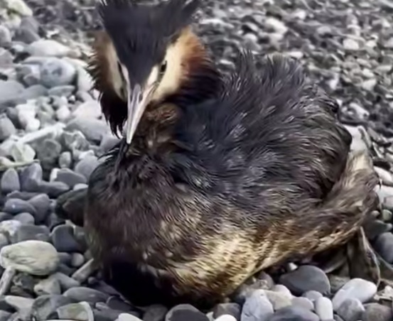 For several days running, Tuapse has been experiencing "oil rains"—a consequence of Ukrainian drone strikes on an oil refinery and a marine terminal on April 16 and 20