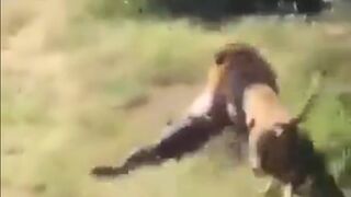 Grandfather is Attacked and Dragged Away by a Male Lion in Front of Screaming Watchers