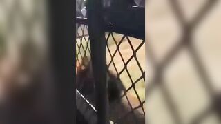 Grandfather is Attacked and Dragged Away by a Male Lion in Front of Screaming Watchers
