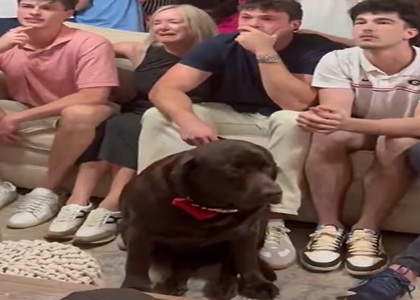 Biggest Winner from the NFL Draft....This Old Dog who got his Spot Back on the Couch. Lol