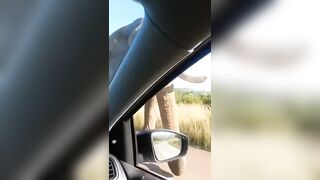 Giant Elephant Destroys Man's Car just by Leaning on It