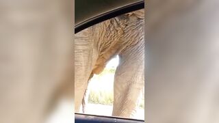 Giant Elephant Destroys Man's Car just by Leaning on It