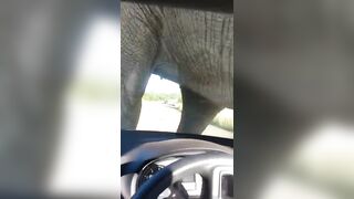 Giant Elephant Destroys Man's Car just by Leaning on It