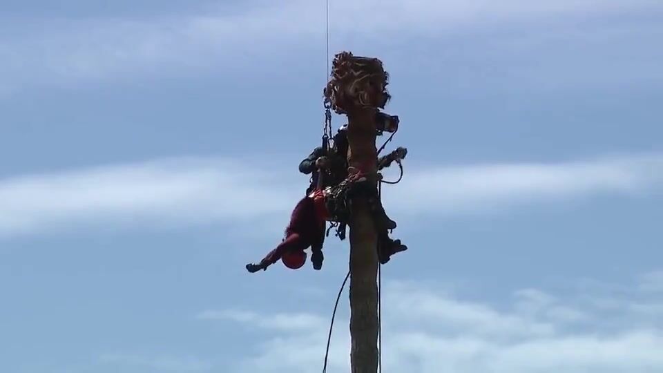 ALERT: Helicopter rescues a tree trimmer from the top of a tree after he suffers a me