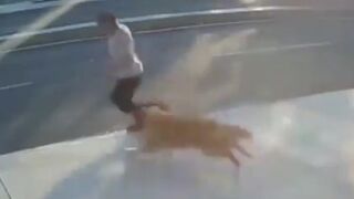 Death by Dog..but Not that Way, Watch