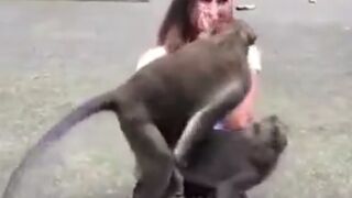 Monkey Lovers Decide this Girl's Lap is the Perfect Place to Mate