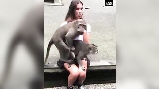 Monkey Lovers Decide this Girl's Lap is the Perfect Place to Mate