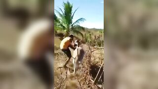 Lowlife Abuses Animal and Quickly Finds Out