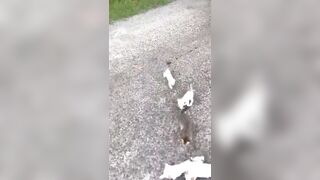 (See Context) Good Man stops to Rescue Kitten in the Road and gets a Surprise.....