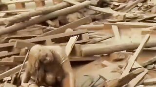 Tired Woman stuck in Tsunami when her Hair gets Stuck in Between Logs Dragging her Down