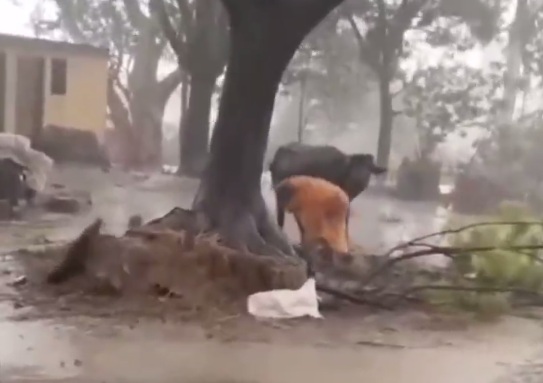 Dramatic Video! Woman Escapes Death By Seconds As Tree Crashes While Saving Buffalo In UP's Pratapgarh