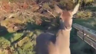 Deer Hunter has Second Thoughts after seeing the Beauty of the Animal
