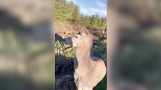Deer Hunter has Second Thoughts after seeing the Beauty of the Animal