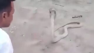 Overconfidence Turns Fatal: Snake Catcher Dies After Being Bitten By King Cobra