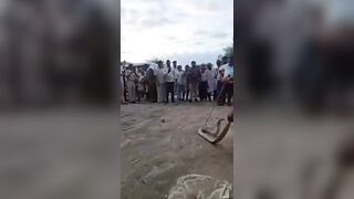 Overconfidence Turns Fatal: Snake Catcher Dies After Being Bitten By King Cobra (skip to 2:30)