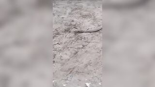 Overconfidence Turns Fatal: Snake Catcher Dies After Being Bitten By King Cobra (skip to 2:30)