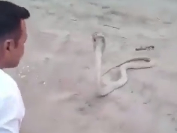 Overconfidence Turns Fatal: Snake Catcher Dies After Being Bitten By King Cobra (skip to 2:30)