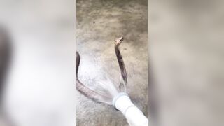 Crazy or Helpful? Man gets up Close, Cools Off King Cobra