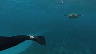 A turtle is going viral after doing a drive-by slap to a diver