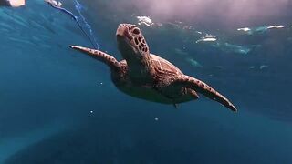 A turtle is going viral after doing a drive-by slap to a diver