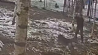 The man who was attacked by wolves in his garden defended himself with a shovel.