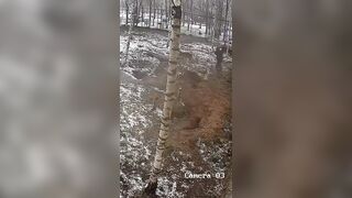 The man who was attacked by wolves in his garden defended himself with a shovel.