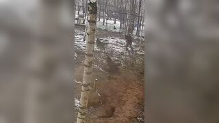 The man who was attacked by wolves in his garden defended himself with a shovel.
