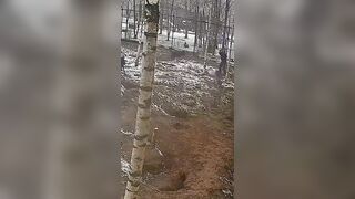 The man who was attacked by wolves in his garden defended himself with a shovel.