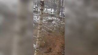 The man who was attacked by wolves in his garden defended himself with a shovel.