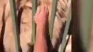 Who thinks it's a Good Idea to Pet a Lion? This guy Lost Fingers