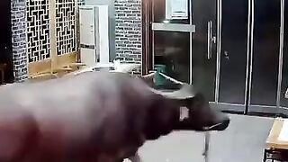 Bull in a China Shop !! Angry Bull interrupts Man having a Beer...