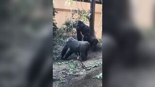 Female Gorilla Tries To Seduce Male By.....Twerking