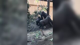 Female Gorilla Tries To Seduce Male By.....Twerking