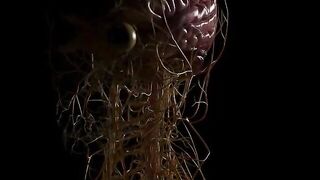 Nervous? 3D Model of the Human Nervous System