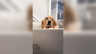 NO MORE PEEING ON THE FLOOR