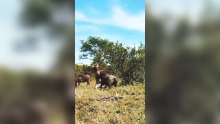 Strength in Numbers: Male Lion Brutally Attacked by Group of Buffalo