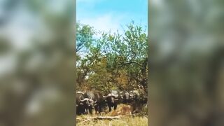 Strength in Numbers: Male Lion Brutally Attacked by Group of Buffalo