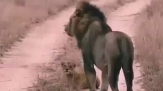 Male Lion Kills a Cub to Prevent Competition (See Description)