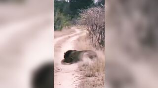 Male Lion Kills a Cub to Prevent Competition (See Description)