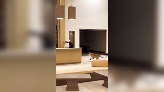 Tiger just wanted to Play. Who has a Tiger in their Living Room?